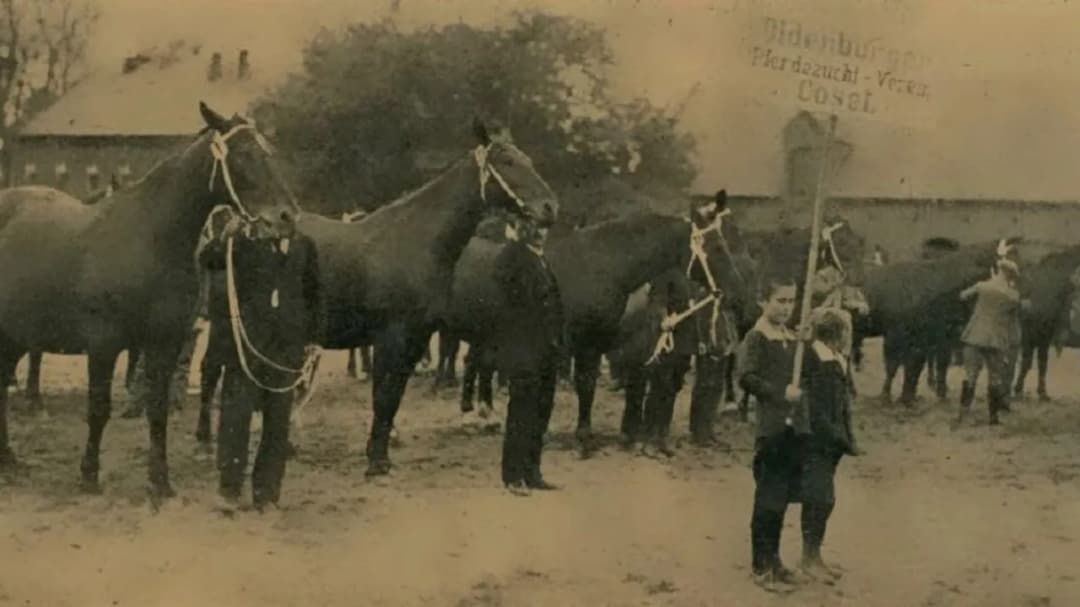 Stadnina koni na wyspie: historia, atrakcje i jazda konna w Kędzierzynie-Koźlu