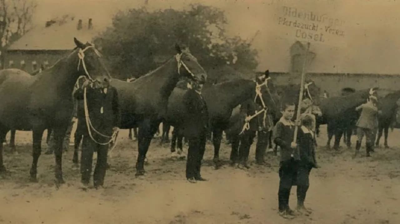 Stadnina koni na wyspie: historia, atrakcje i jazda konna w Kędzierzynie-Koźlu