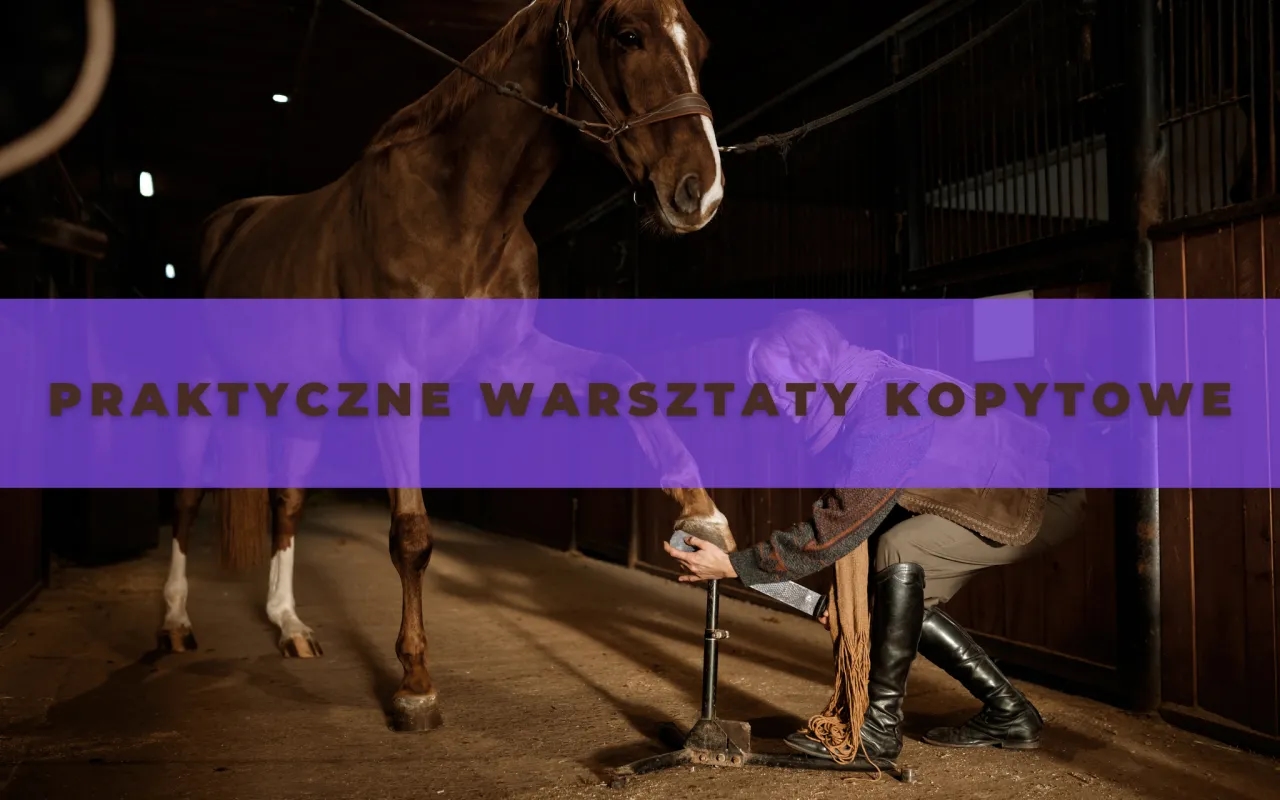 Akademia Sztuki Jeździeckiej – Treningi i warsztaty w Pacółtowie