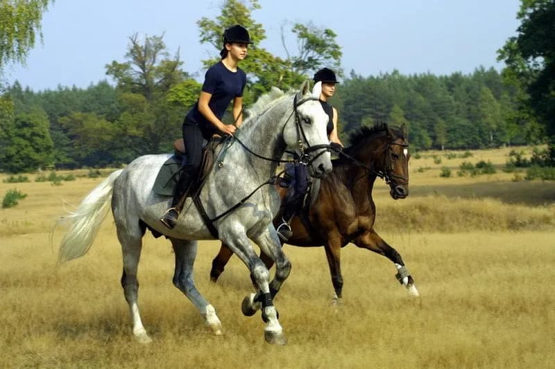 Jeździecki klub sportowy Adonai - profesjonalne lekcje jazdy konnej w Wrocławiu