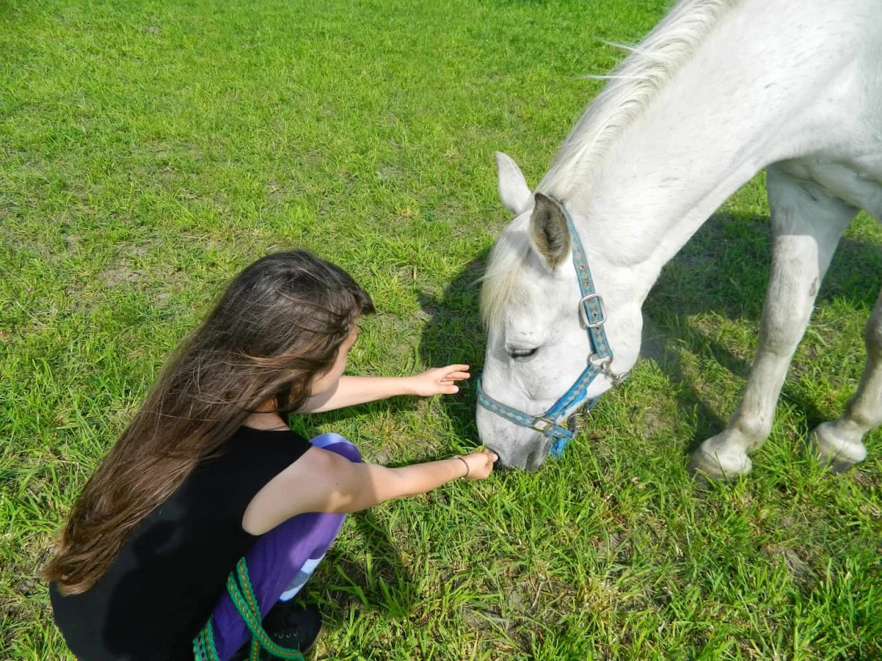 Jak głaskać konia, aby uniknąć nieprzyjemnych sytuacji i zyskać zaufanie