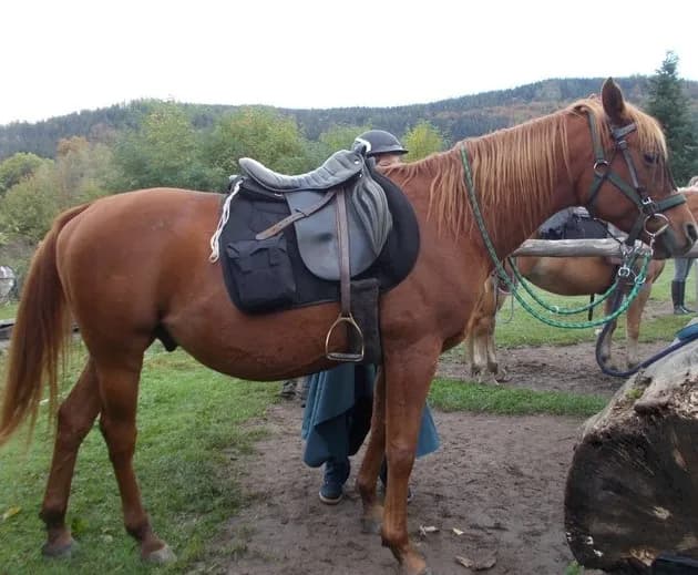 Jak zmierzyć rozstaw łęku w siodle, aby uniknąć niewłaściwego dopasowania