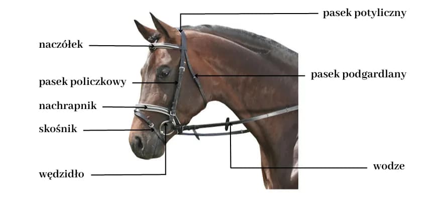 Czy wędzidło boli konia? Odkryj, jak uniknąć bólu u koni