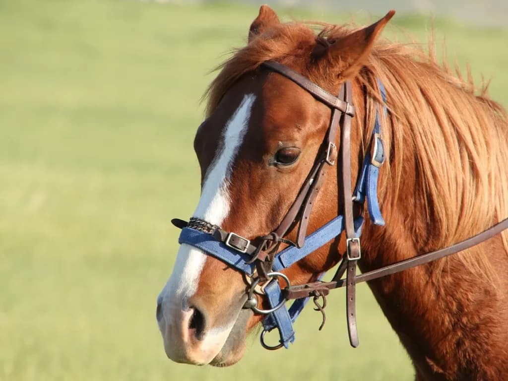 Stadnina koni Sarbinowo - wyjątkowe lekcje jazdy i przejażdżki