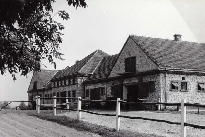 Stadnina Koni Michałów - historia, hodowla i pasjonujące fakty