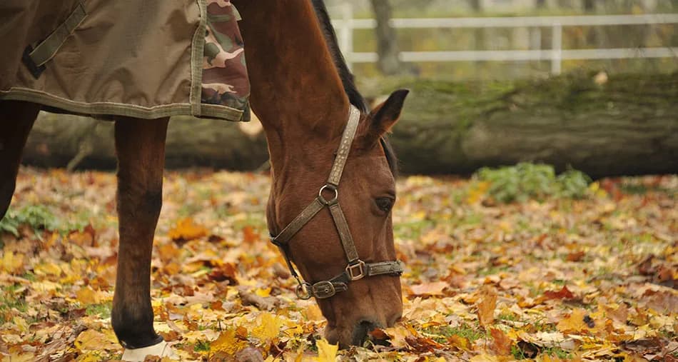 Hodowla koni i jeździectwo w Lublinie - najlepsze miejsca i możliwości
