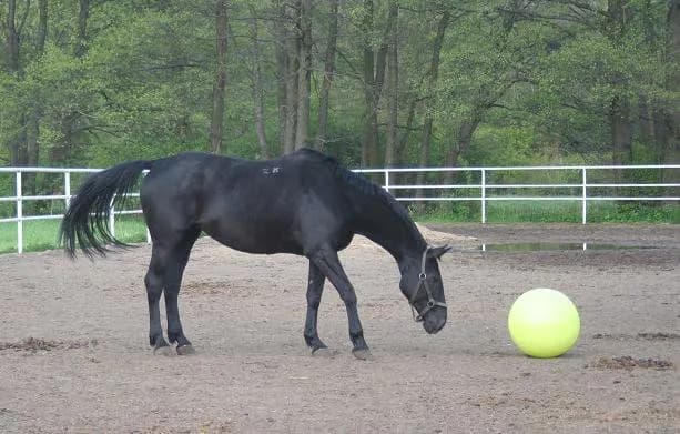 Cennik stajni konnych w Warszawie - znajdź najlepsze ceny i usługi