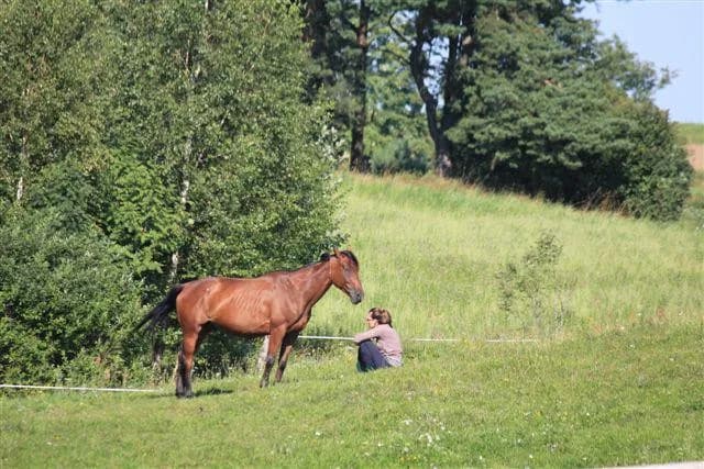 Czy koń jest przeżuwaczem? Odkryj kluczowe różnice w trawieniu