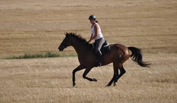 Stajnie koni w Jeleniej Górze - najlepsze oferty jazdy konnej
