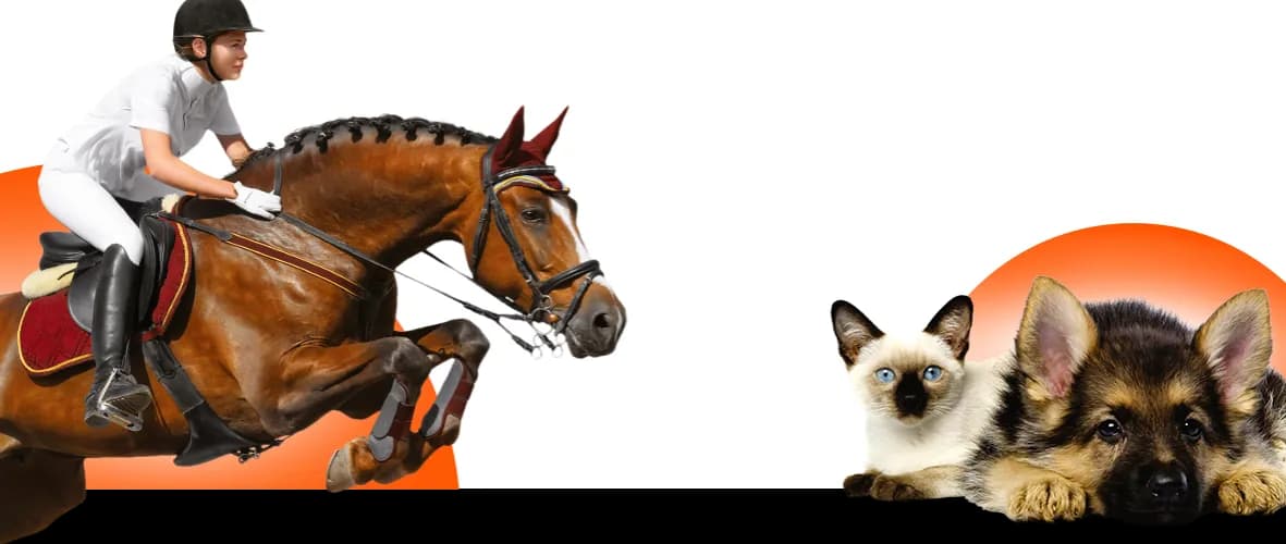 Fair Play jeździectwo - poznaj markę, która zmienia oblicze jazdy konnej